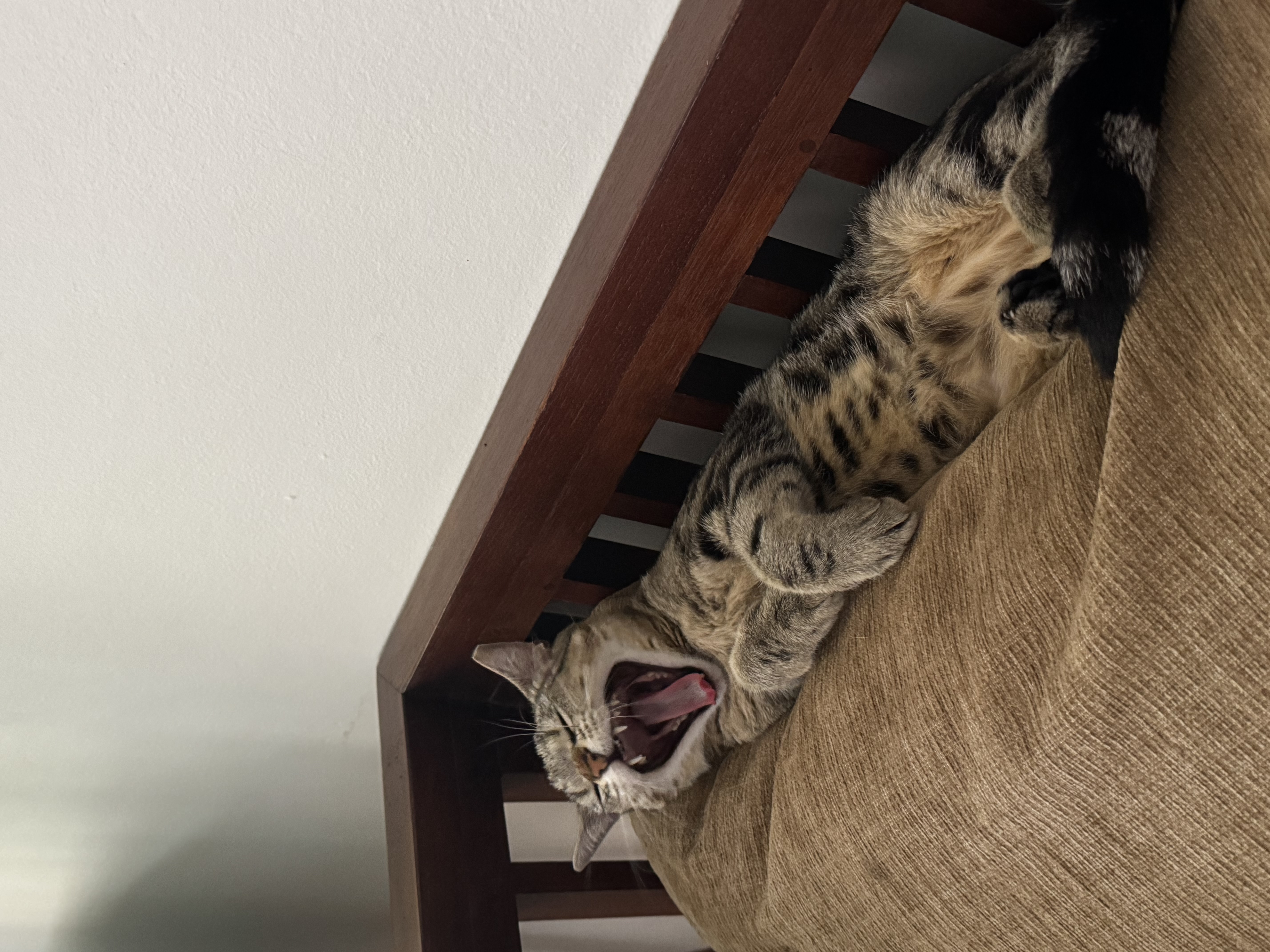 a cat lying down and yawning