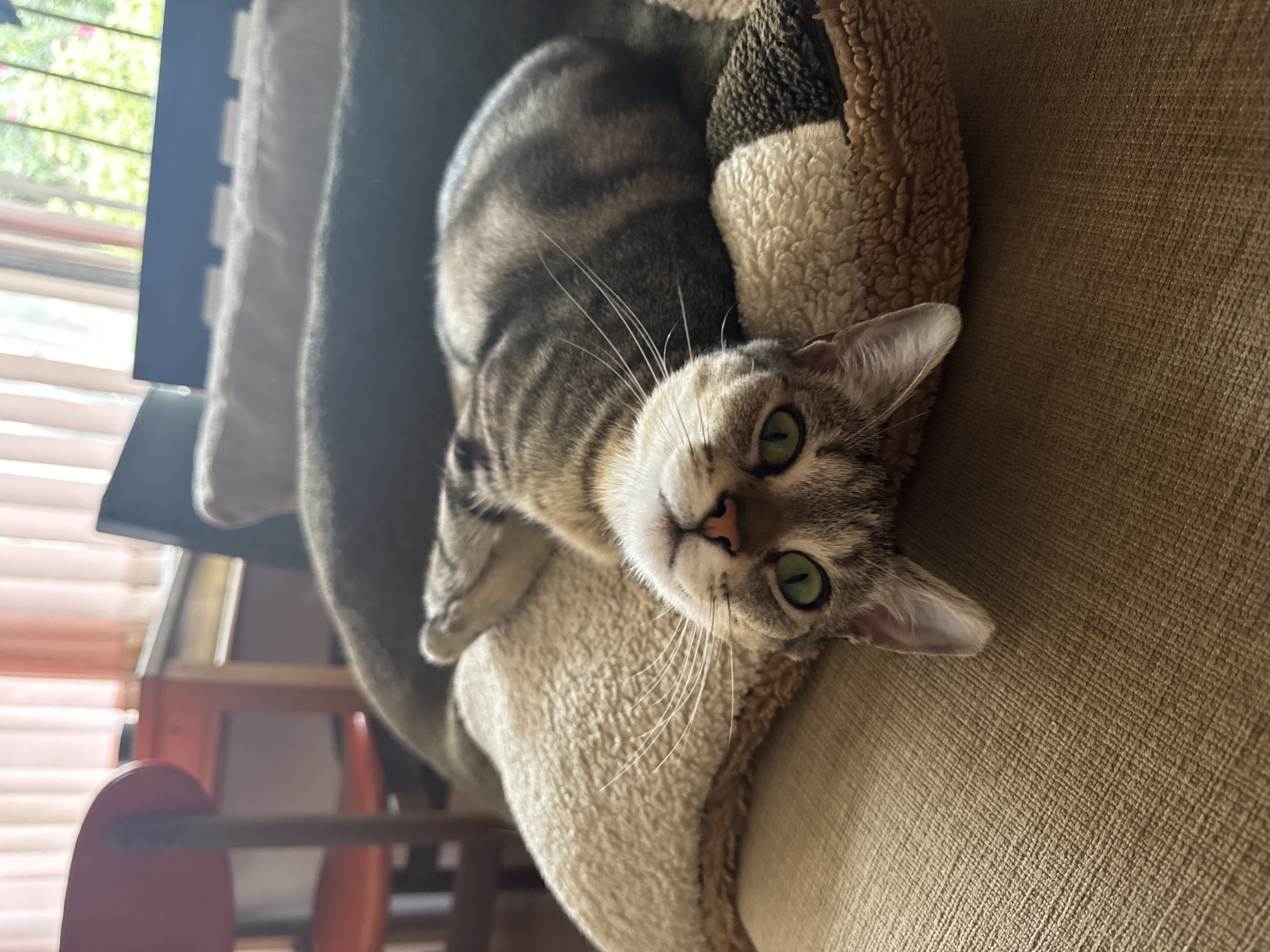 a cat lying upside down